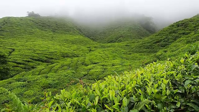 山上有雾的茶园