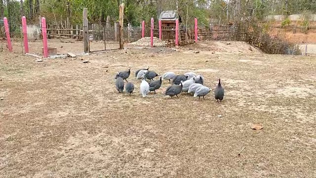 农场里的野鸡
