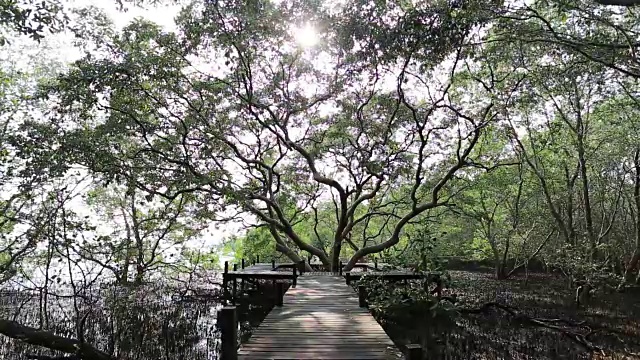 红树林和木桥