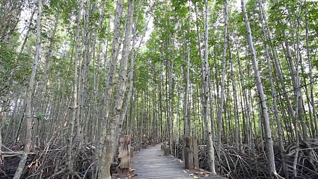 红树林和木桥