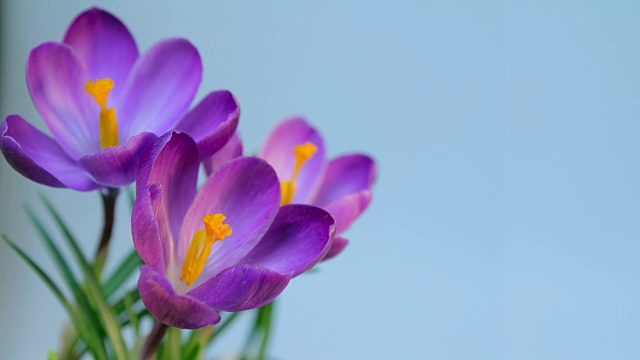 花盛開的間隔拍攝