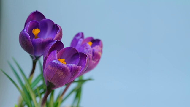 詳情圖-花盛開(kāi)的間隔拍攝