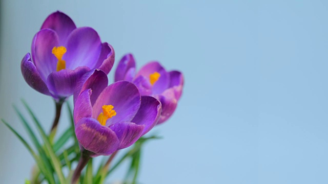 詳情圖-花盛開(kāi)的間隔拍攝