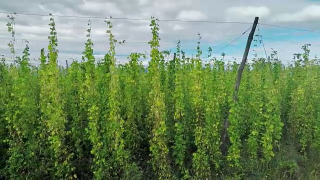 啤酒花和自然界的玉米地
