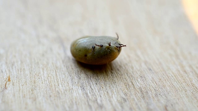 血淋淋的时间流逝，硬扁虱躺在它的背上
