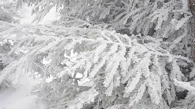 森林里白雪皑皑的树枝。冬天森林里美丽的一天。