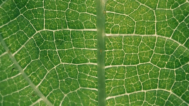 植物的叶子。宏。多莉拍摄