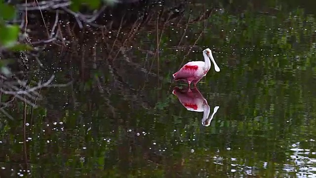 玫瑰琵鹭，Platalea ajaja，在红树林湿地捕鱼