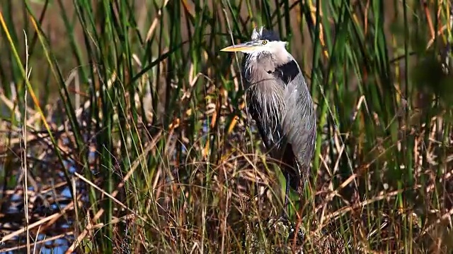 大蓝鹭，Ardea herodias，栖息
