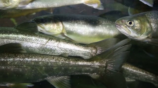 鱼缸里的鳟鱼