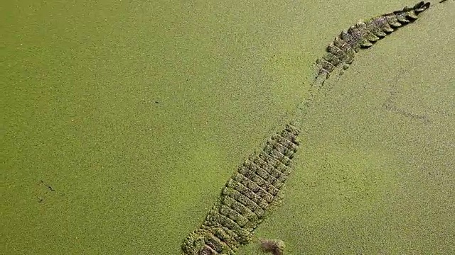 鳄鱼在河里游泳。