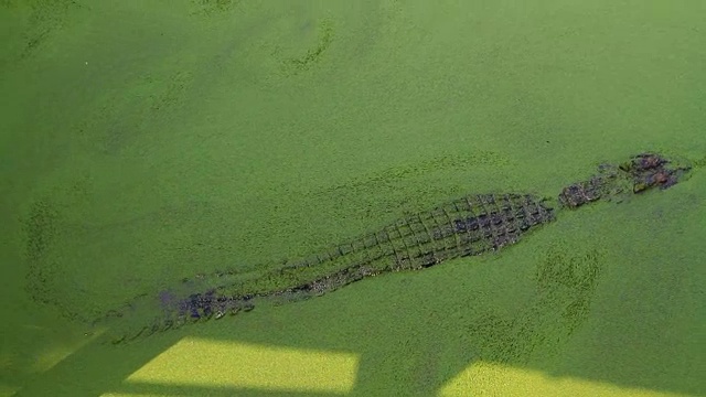 鳄鱼在河里游泳。