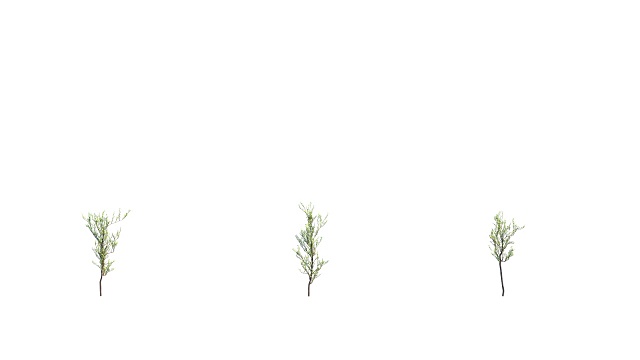 在白色背景上生长的树有3种变化