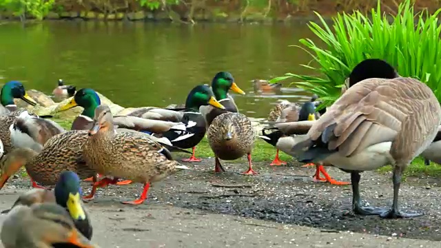 4K野鸭和加拿大鹅在公园池塘附近进食