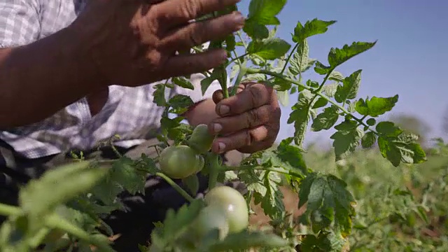 种植西红柿的11人在树叶上寻找虫子