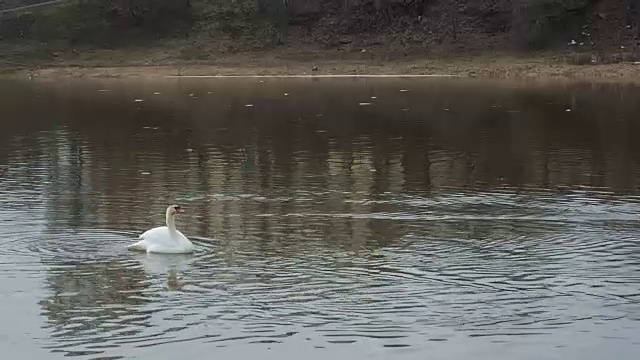桥旁的河上漂浮着一只白天鹅
