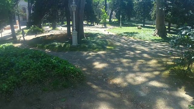 露天的珍珠鸡。