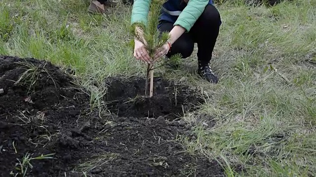 种植松树幼苗