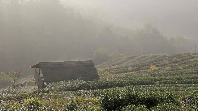 茶园山