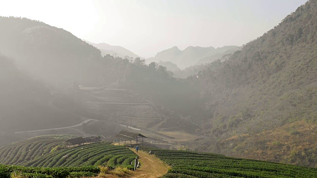 山间茶园