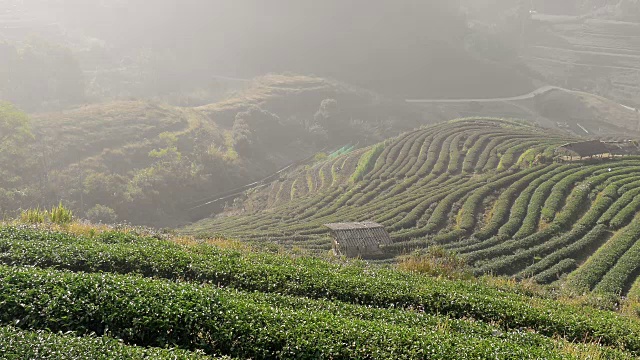 漂亮的茶platation