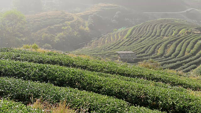 山间茶园