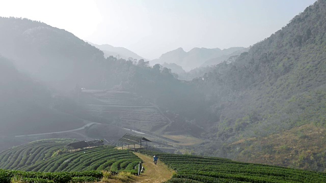 雾笼罩泰国的茶叶platation