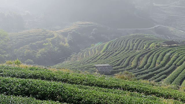 美丽的茶盘，Doi angkhang，清迈