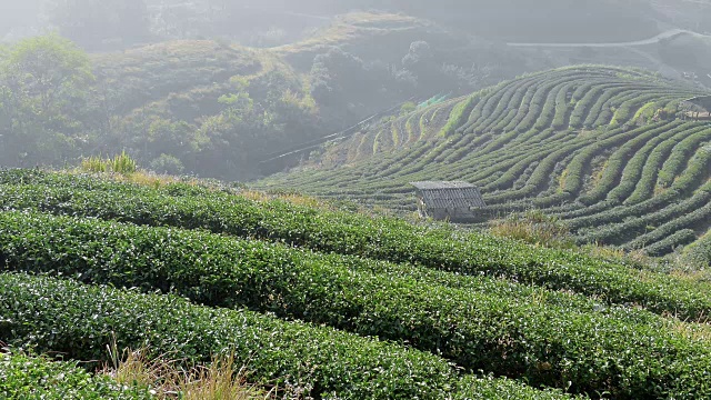 山上美丽的茶园