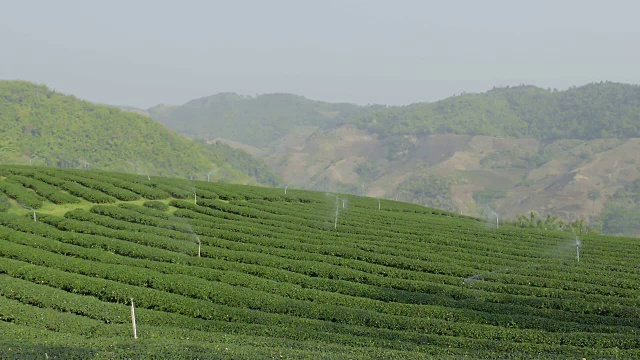 茶园山，青山绿水