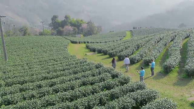 美丽的茶园，青山绿水