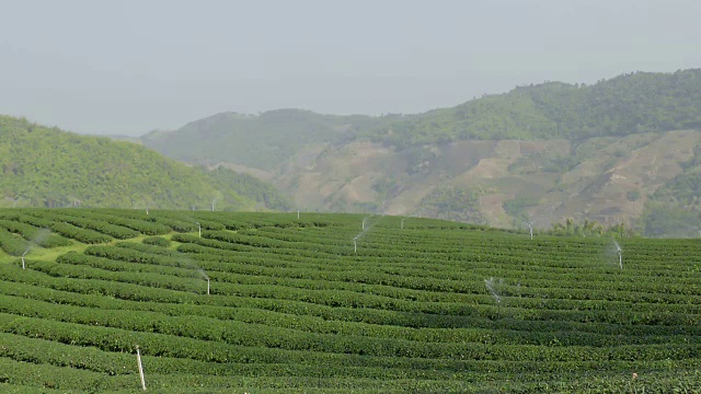 绿茶山自动浇水系统