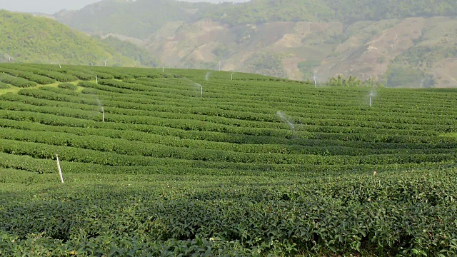 茶园山