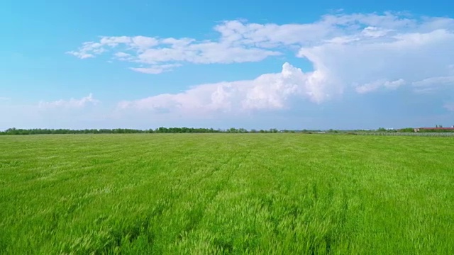 飞过碧绿的麦田