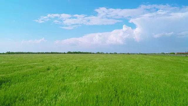 詳情圖-飛過碧綠的麥田