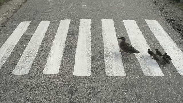 鸭子和小鸭子过马路