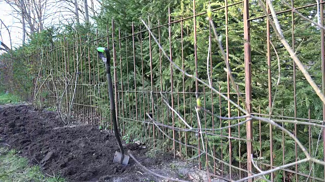 模糊丁香的嫩枝芽和园丁挖地土壤