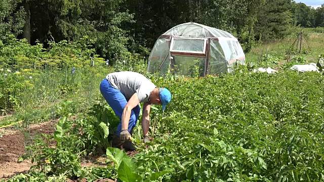 年轻人在自己的生态小花园里挖土豆种植收获