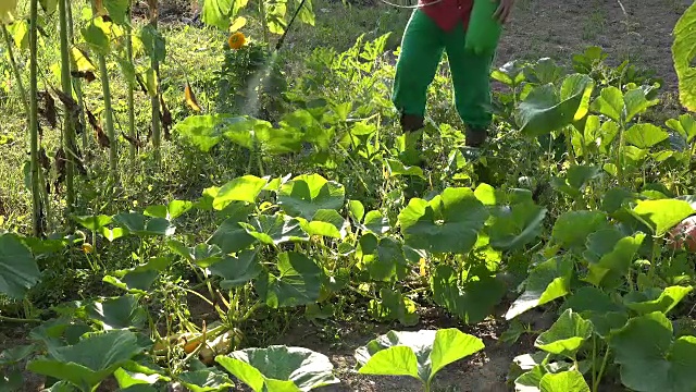 园丁在农场用喷雾器给西葫芦蔬菜施肥。