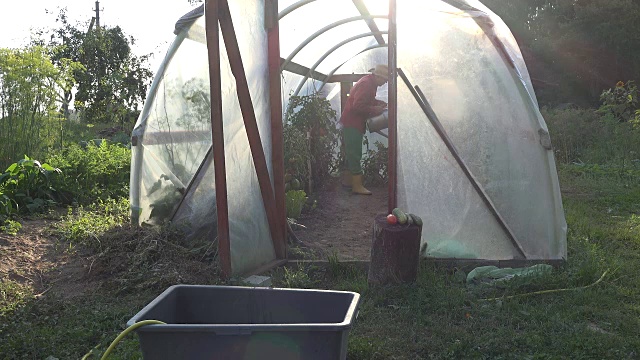 人浇水西红柿蔬菜收获在温室夏天。