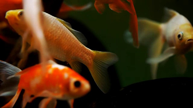 水族馆里美丽的金鱼