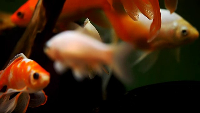 詳情圖-水族館里美麗的金魚