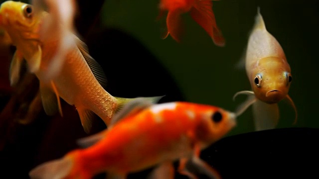 詳情圖-水族館里美麗的金魚