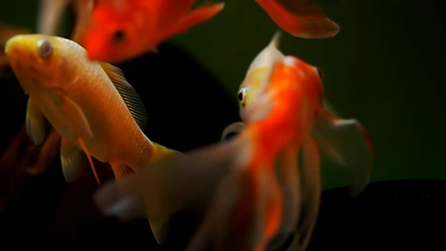詳情圖-水族館里美麗的金魚