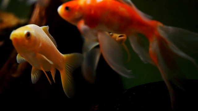詳情圖-水族館里美麗的金魚