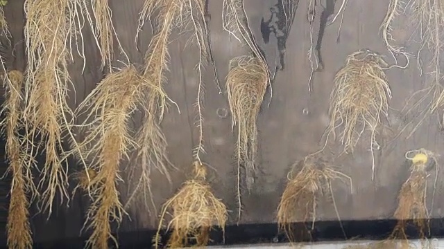 水培植物的根在透明的玻璃后面，水向下流动