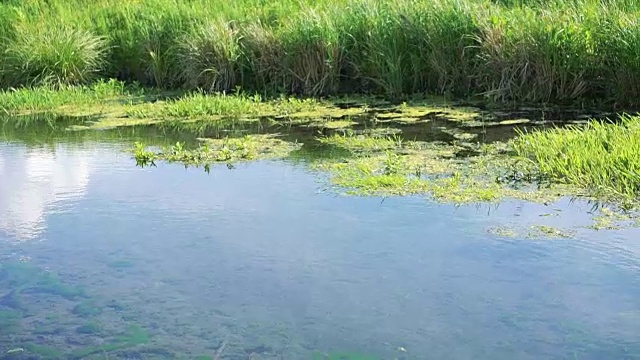 流动的河流和绿色的芦苇