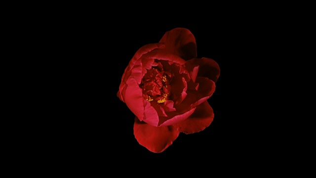 红牡丹开花时间