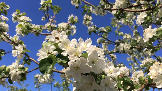 黄蜂在夏天给花传粉时，阳光照射时，合拢
