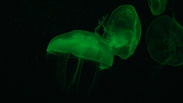 荧光水母
